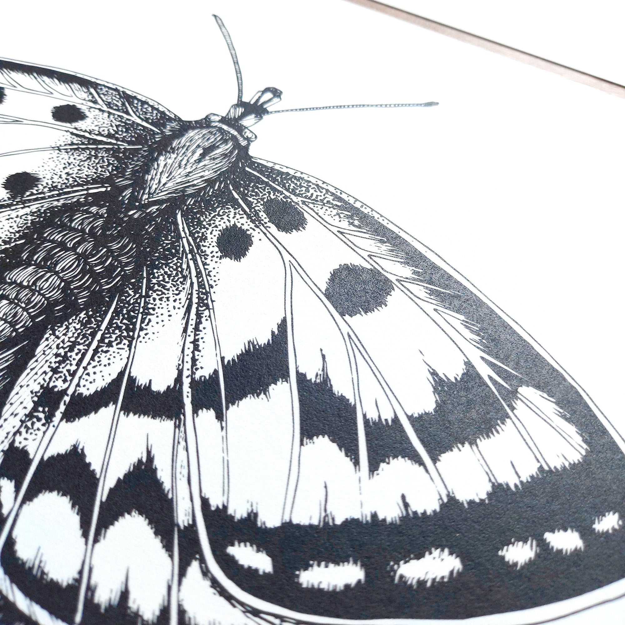 Spotty Moth Art Print