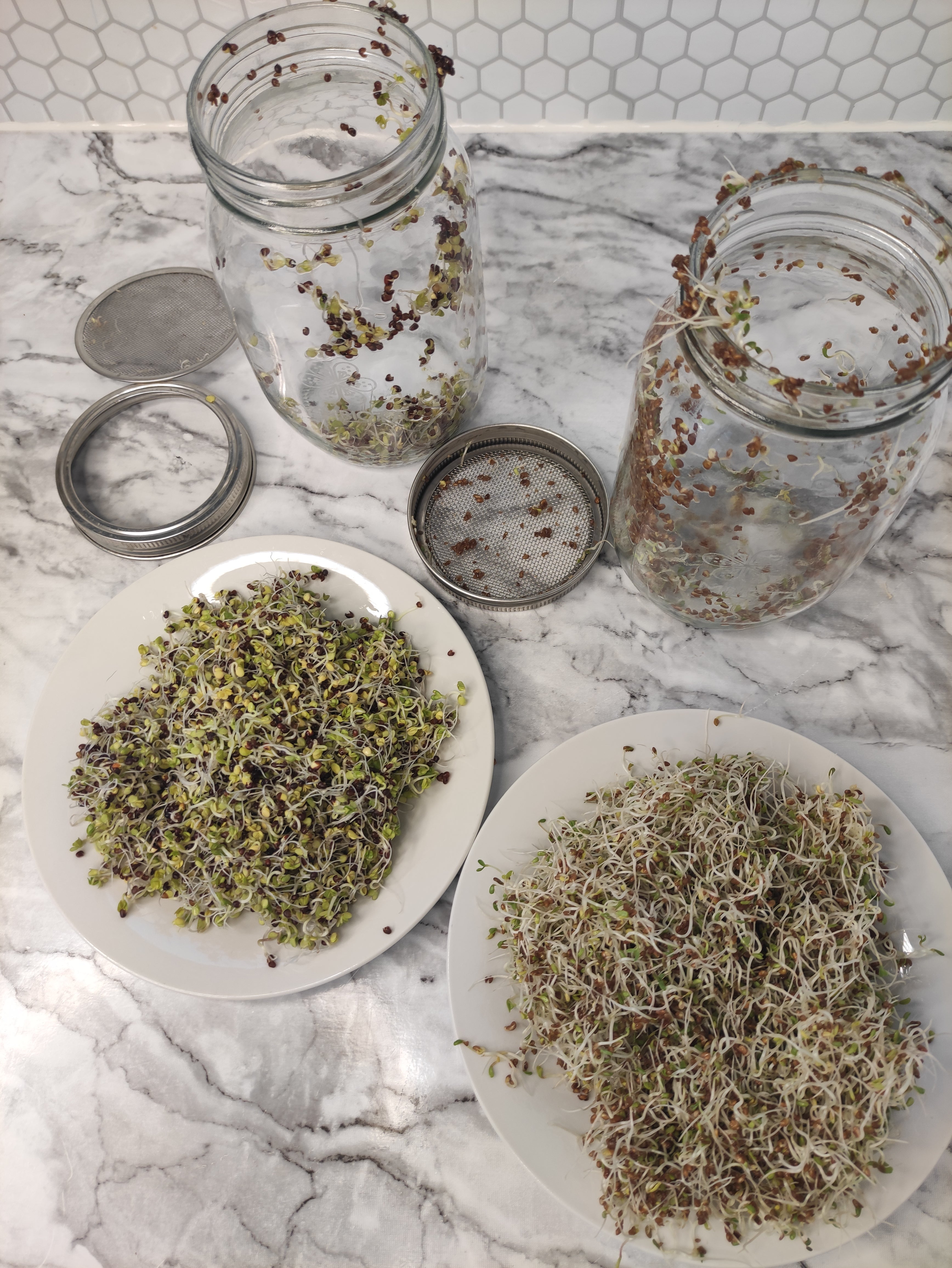 Seed Sprouting Kit – Grow Your Own Healthy Sprouts